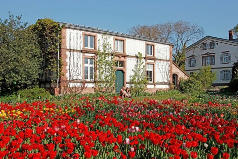 Tulip bed, Hermannshof show and viewing garden, Weinheim, Baden-Württemberg, Germany, Europe