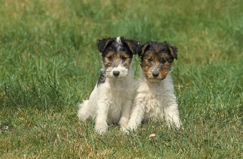 WIRE HAIR FOX TERRIER DOG, PUPPIES SITTING IN THE GRASS