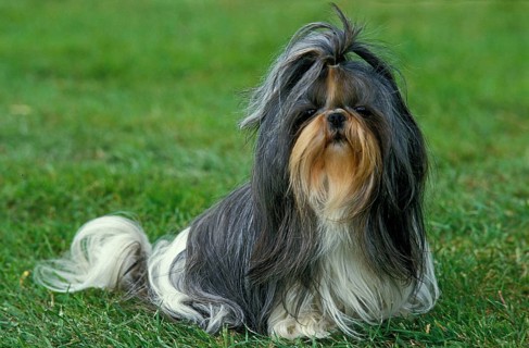 Shi Tzu dog sitting on grass