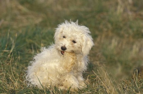 Bichon Frise dog, adult bites paw