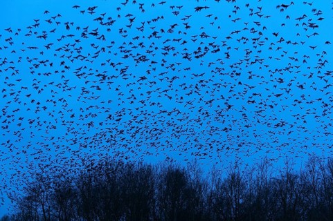 Rooks (Corvus frugilegus) , Swarm of crows, Lower Saxony, Germany, Europe