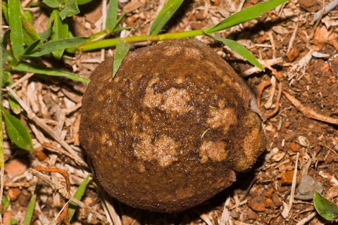 Bushveld Rainfrog, Hidden Valley, KwaZulu-Natal, South Africa (Breviceps adspersus)