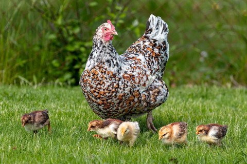 Domestic fowl (Gallus gallus domesticus), Swedish flower hen, hen with chicks in a meadow,