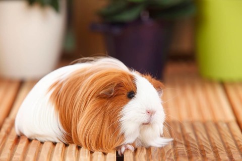 Sheltie guinea pig, red and white