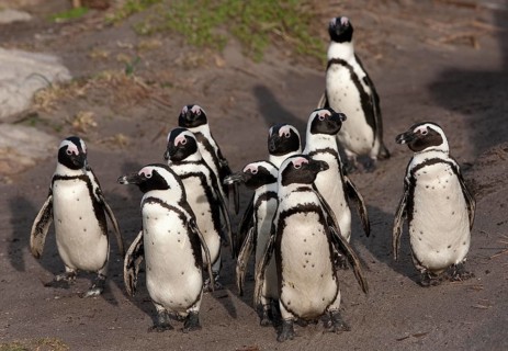 Jackass Penguin or African Penguin (spheniscus demersus), Group of Adults, Colony at Betty's Bay in