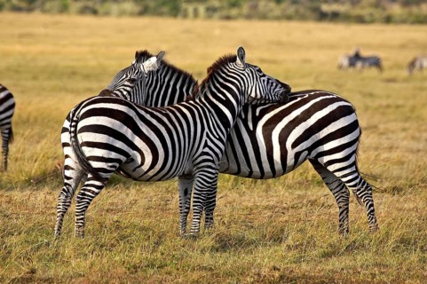BURCHELL'S ZEBRA (equus burchelli), PAIR GROOMING, MASAI MARA PARK IN KENYA