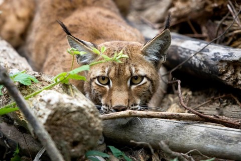 Siberian Lynx (lynx lynx wrangeli)