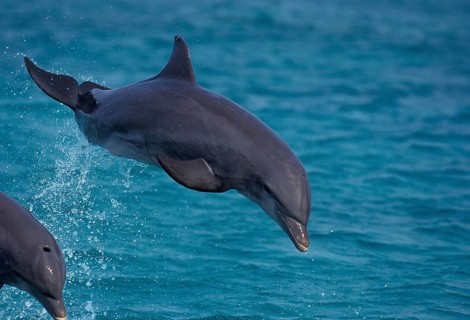 Bottlenose Dolphin (tursiops truncatus), Adult Leaping, Honduras, Central America