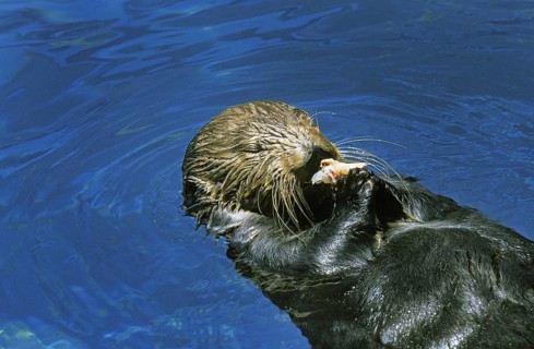 Sea Otter (enhydra lutris), Adult standing on Back, Eating Fish