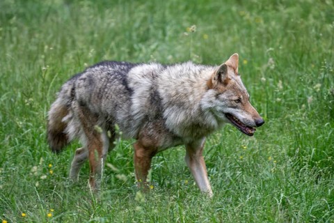 Grey gray wolf (Canis lupus) roaming through the meadow, Wildpark Mautern, Styria, Austria, Europe
