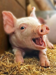 Piggy laughs happily into the camera, Piglet, Pig, Funny, Laugh, Happy