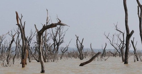 Baringo Lake Landscape Showing the Rise of the Waters with Dead Trees, Kenya, Africa