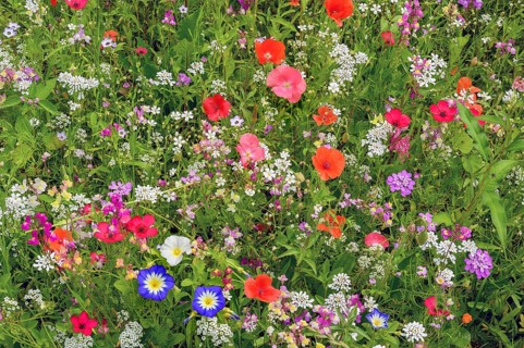 Summer meadow with California poppy (Eschscholzia californica), corydalis (Iberis umbellata) and