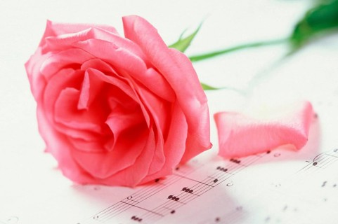 Rose blossom on sheet music