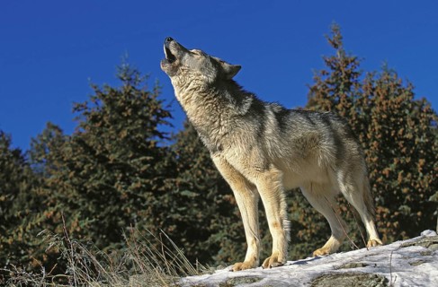 NORTH AMERICAN GREY mackenzie valley wolf (canis lupus occidentalis), adult HOWLING ON ROCK, CANADA