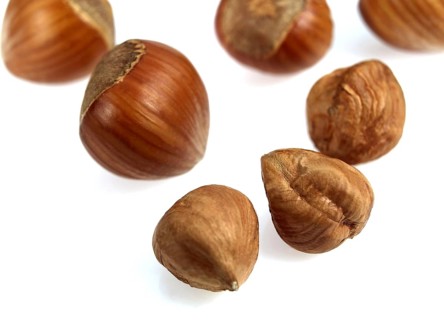 Hazelnut, Common Hazel (corylus avellana), Birch family, Hazelnuts against white background