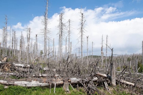 Spruce monoculture, standing and lying dead spruces after bark beetle infestation at the Brocken,