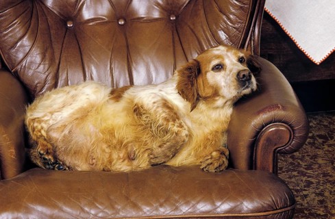 Brittany Spaniel Female, Obese Dog