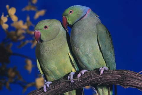 Rose Ringed Parakeet (psittacula krameri), Pair standing on Branch