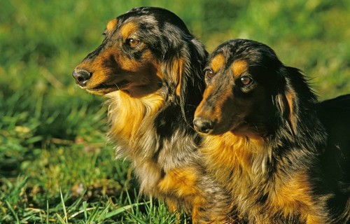 Long-Haired Dachsund, Adults