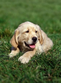 Golden Retriever, Pup laying on Grass