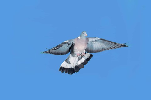 Wood Pigeon (columba palumbus), Adult in Flight against Blue Sky