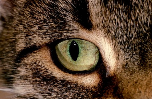 Domestic Cat, Close up of Eye