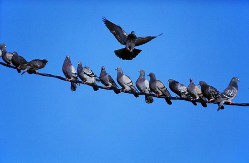 Pigeons (columba livia)