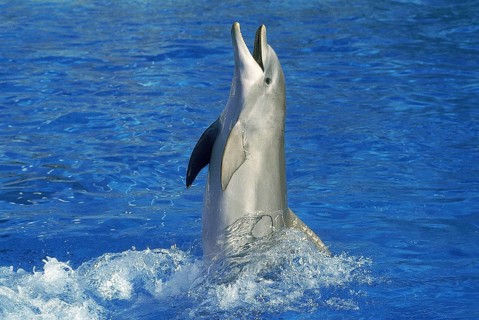 BOTTLENOSE DOLPHIN (tursiops truncatus), ADULT PLAYING OUT OF WATER, HONDURAS
