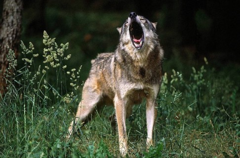 EUROPEAN WOLF (canis lupus), ADULT HOWLING