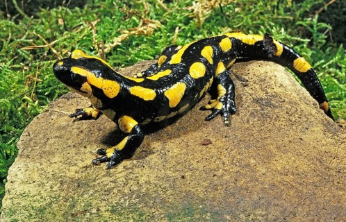 Fire Salamander (salamandra salamandra), Adult standing on Stone