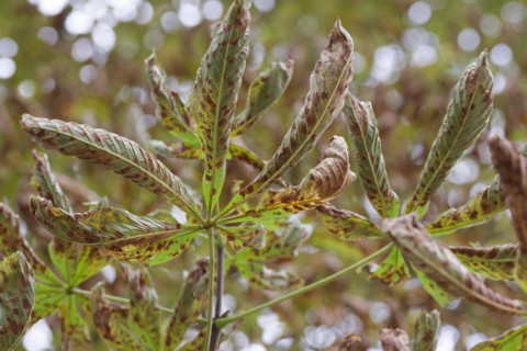 Horse chestnut leaves, damaged leaves by the horse chestnut leaf miner (Cameraria ohridella),