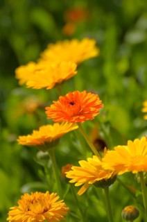Marigold in the Garden, marigolds (Calendula officinalis)
