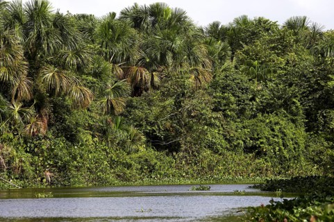 Forest and river at the Orinoco Delta in Venezuela