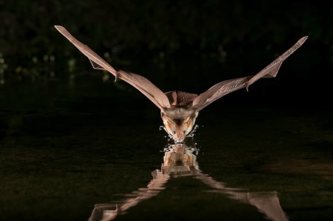 Pallid bat (Antrozous pallidus), Green Valley, Arizona, USA, found from western Canada to central