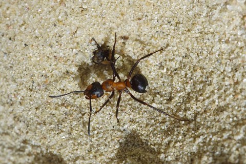Ant lion, lion attacks ant (Myrmeleon obscurus) (Morter obscurus)
