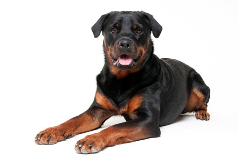 Rottweiler, male, 1 year Rottweiler, male, 1 year