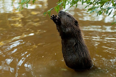 European beaver (Castor fiber), Rosenheim, Bavaria, Germany, Europe
