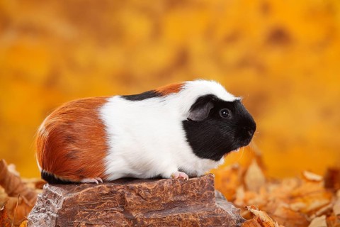 English Crested Guinea Pig Pig, tortie-white