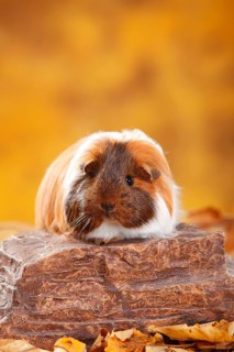 Sheltie guinea pig, gold agouti-red-white