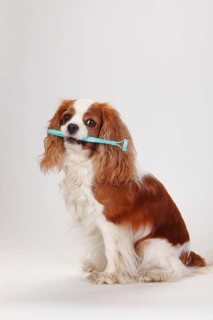 Cavalier King Charles Spaniel, blenheim, with dog toothbrush