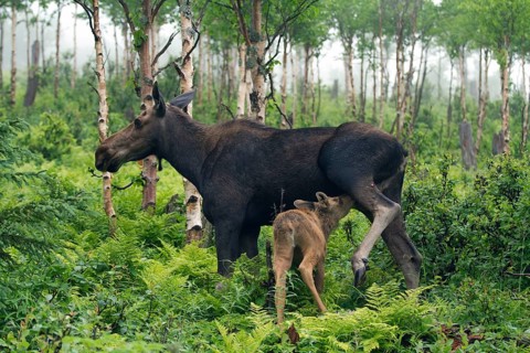 Elks (Alces alces), female suckling young, Gaspesie National Park, Quebec, Canada, North America