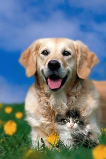 Golden Retriever with kitten