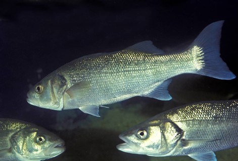 European sea bass (dicentrarchus labrax), European sea bass, Other animals, Fish, Perches, Animals,
