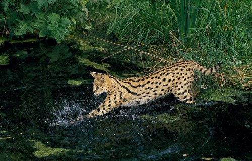 Serval (leptailurus serval), ADULT FISHING