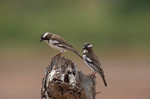 White-browed sparrow-weaver (plocepasser mahali), adult on branch, Masai Mara Park in Kenya