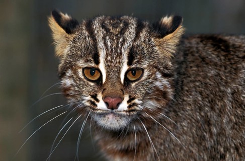 Amur Leopard Cat (prionailurus bengalensis) or Siberian Leopard Cat euptilura, Portrait of Adult