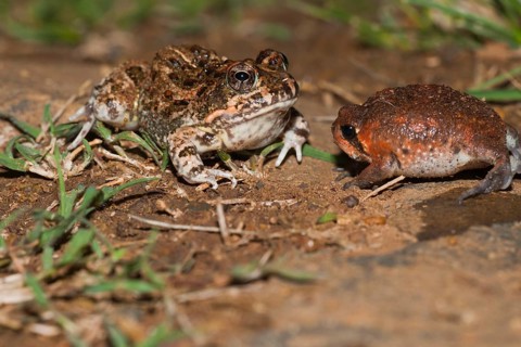 Tremolo Sand Frog, juvenile, and Bushveld Rain Frog, juvenile, blown up for defence, Hidden Valley,
