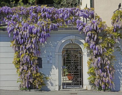 Flowering blue rain, Wisteria, on house facade, Tremezzo, Lago di Como, Lake Como, Lombardy, Italy,