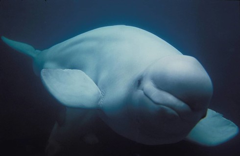 BELUGA WHALE (delphinapterus leucas) OR WHITE WHALE
